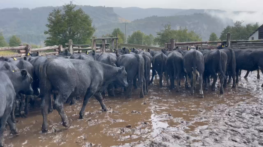 Lote 53 Novillo Engorda en Coyhaique, XI Región Aysén