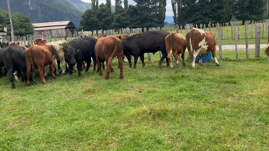 Lote 20 Novillo Engorda