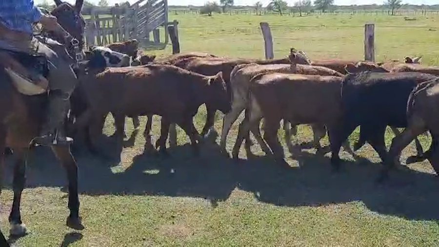 Lote 65 Vaquillonas en Esquina, Corrientes