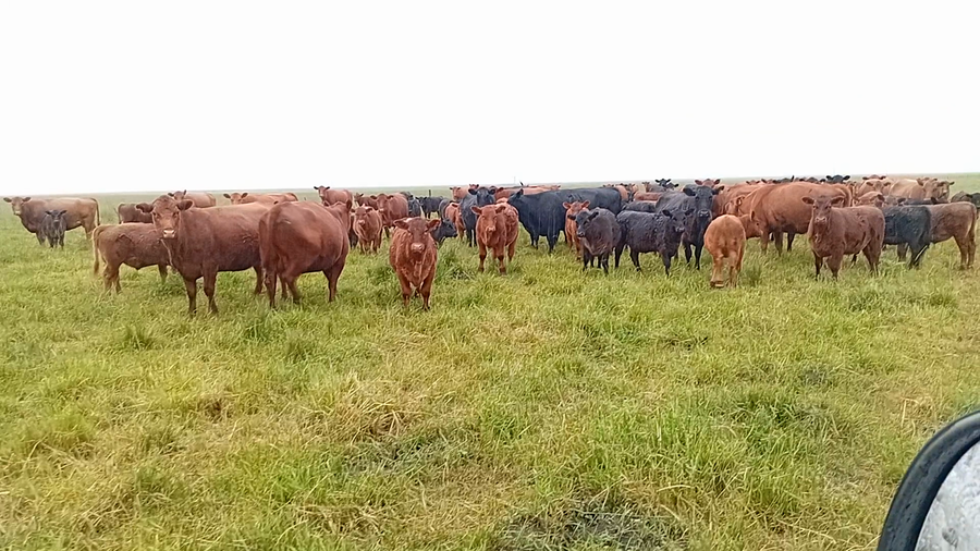 Lote 63 Terneros Gral. Lamadrid