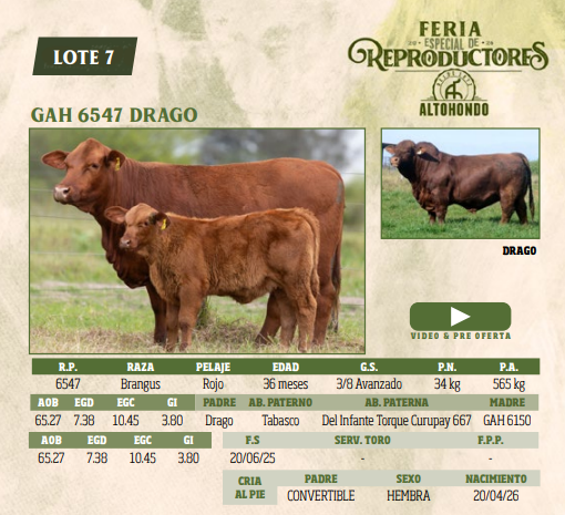 Lote LOTE 7