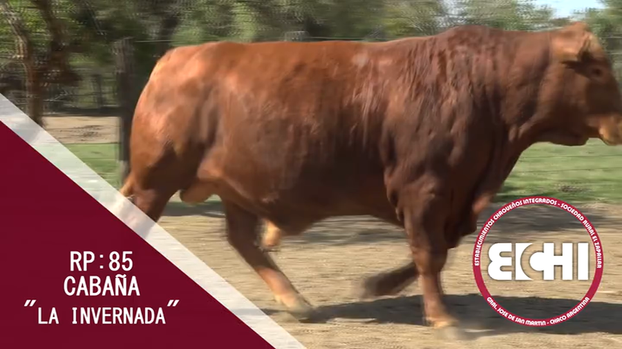 Lote TORO BRANGUS CABAÑA LA INVERNADA