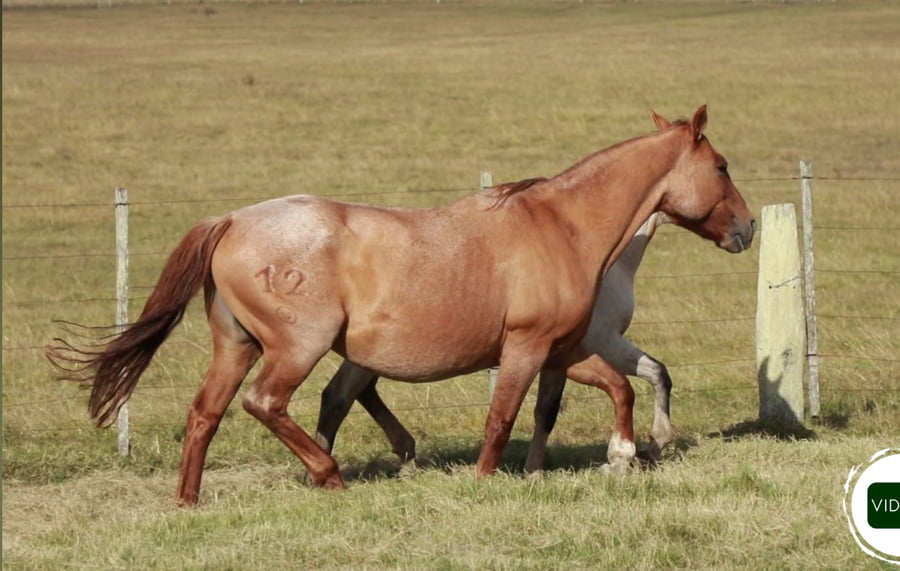 Lote Bayana DEL TERRON