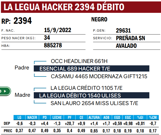 Lote VAQUILLONAS ANGUS  PP