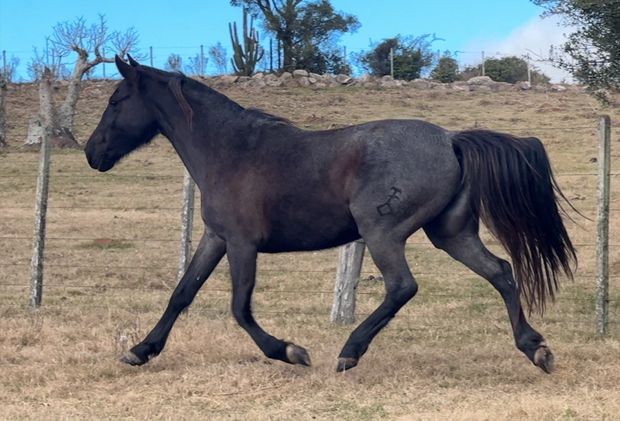 Lote CAMPERA EL TACUARAL
