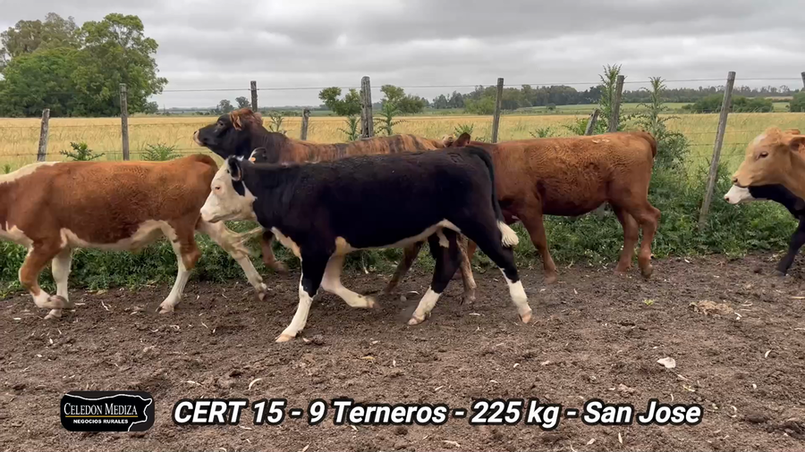 Lote 9 Terneros en San José , San José