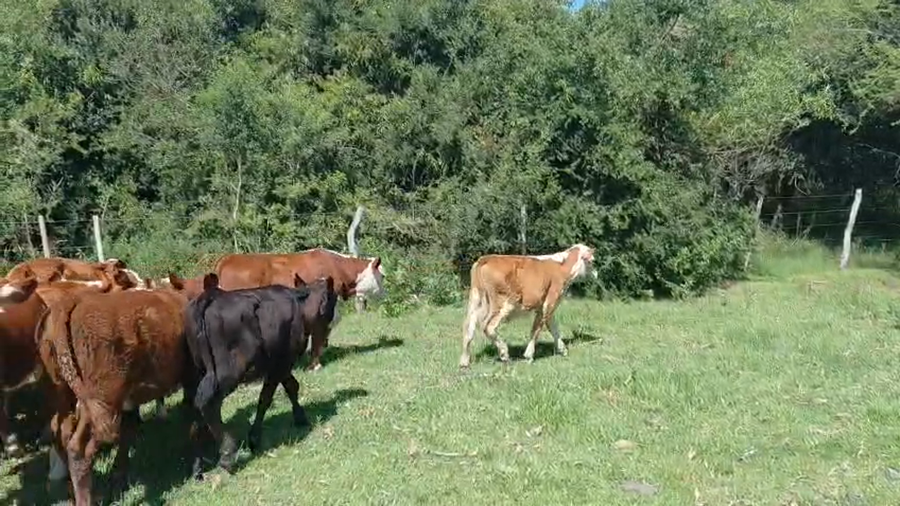 Lote 65 Terneros/as en Corrientes, Curuzú-Cuatiá