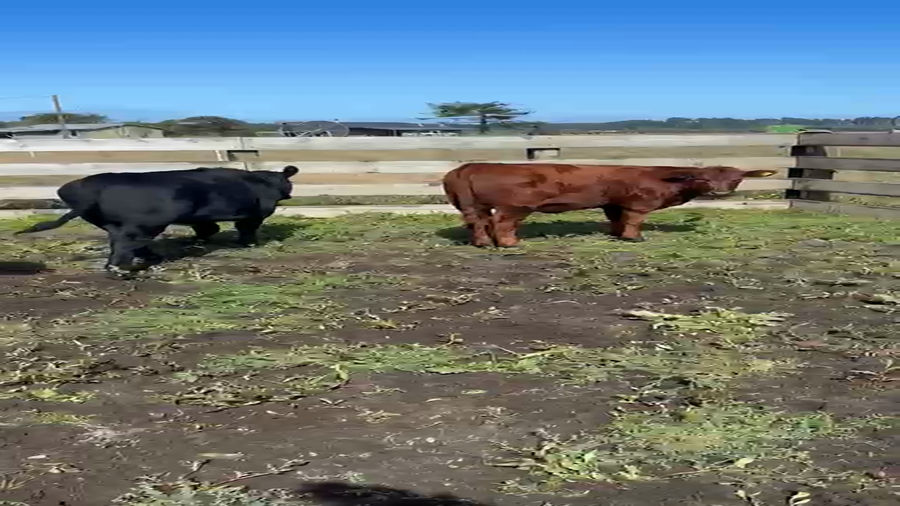 Lote 19 Ternera en Toltén, IX Región Araucanía