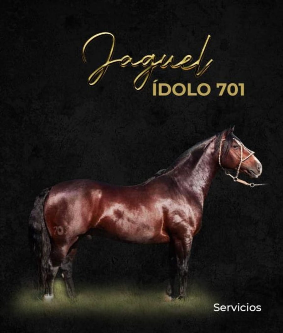 Lote JAGUEL IDOLO