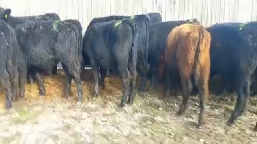 Lote 30 Ternero en Futrono, XIV Región Los Ríos