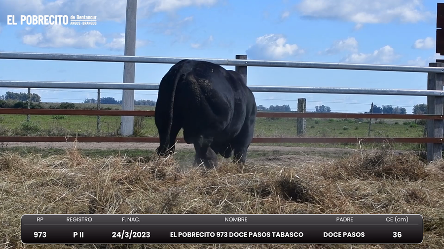 Lote Toros Brangus