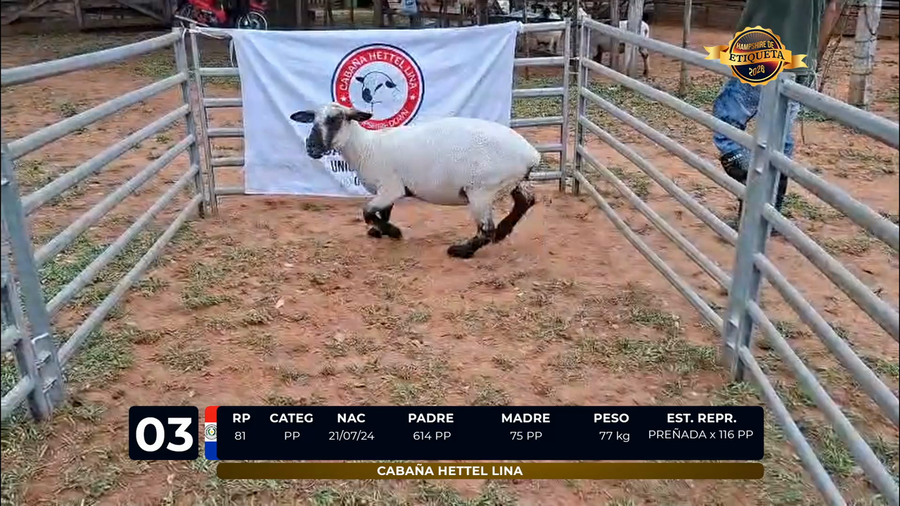 Lote LOTE 3