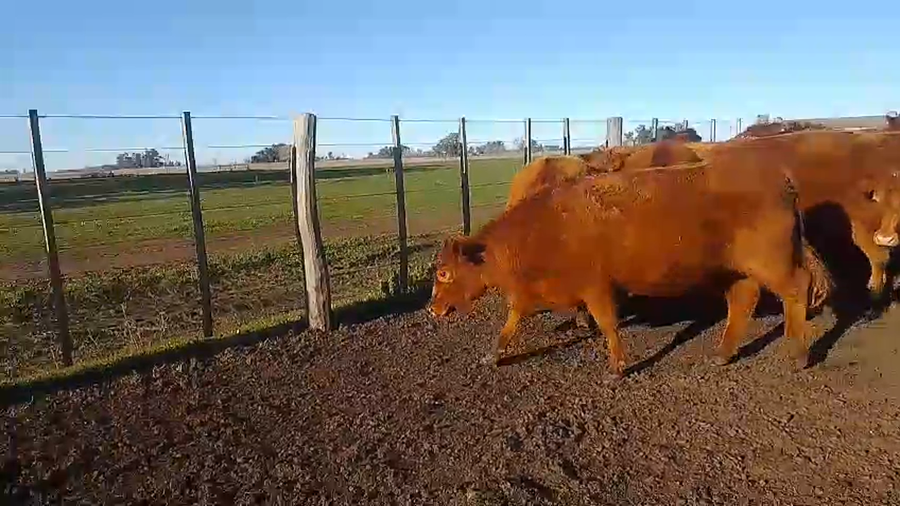 Lote 25 Vaquillonas C/ gtia de preñez en Buenos Aires, Las Flores