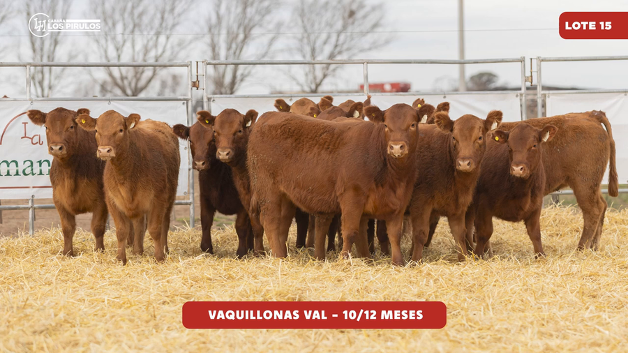 Lote VAQUILLONAS V.A.L. - 10/11 meses