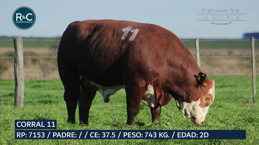 Lote Toro Braford