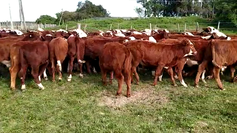 Lote 84 Terneros/as en Santa Rosa, Corrientes