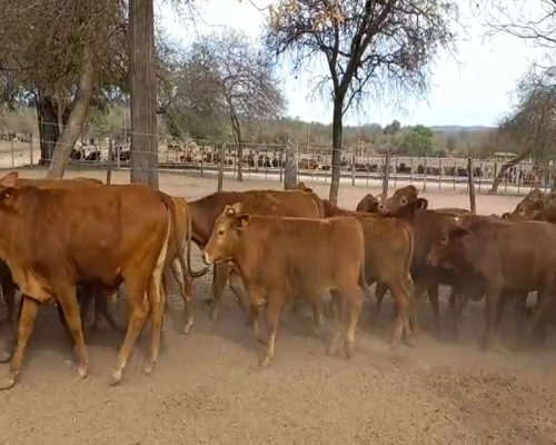 Lote 65 TERNEROS BRANGUS Y CRUZA BRANGUS NEGRO Y COLORADO DE 210 KG, EN EL TALA, SALTA.-