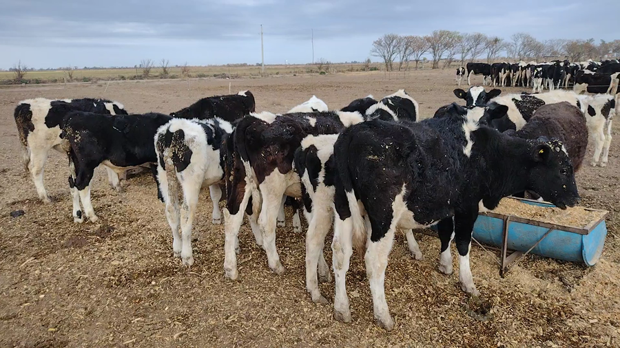 Lote 18 Terneros en Eusebia, Santa Fe