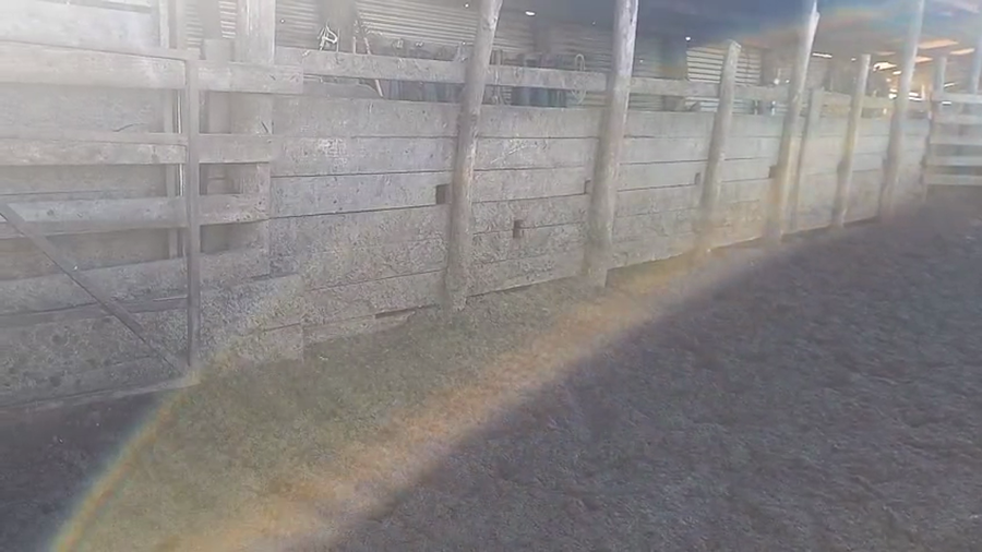 Lote 40 Novillo Gordo en Cabrero, VIII Región Biobío