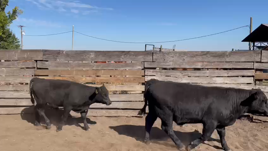 Lote 65 Ternero en Los Ángeles, VIII Región Biobío