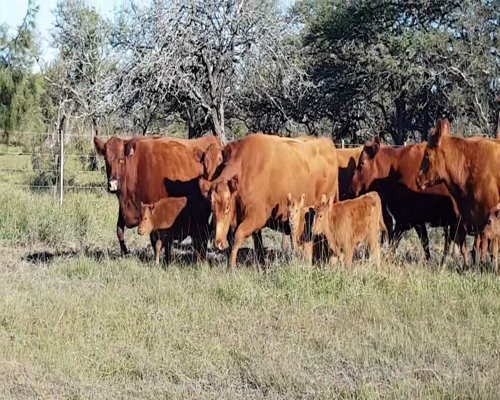 Lote ANGUS “EL CALÁ” de R. Garat Vaquillonas Puras Controladas c/cria