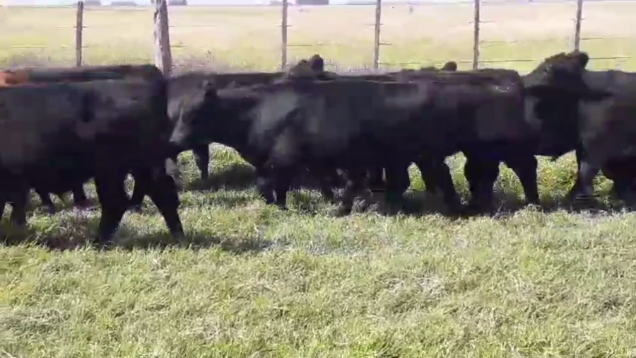 Lote 70 TERNS. MACHOS, RAUCH, PCIA. DE BS. AS.