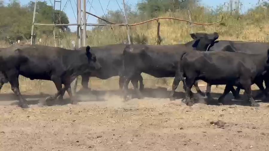 Lote 53 Vacas medio uso C/ gtia de preñez en Entre Ríos, Federación