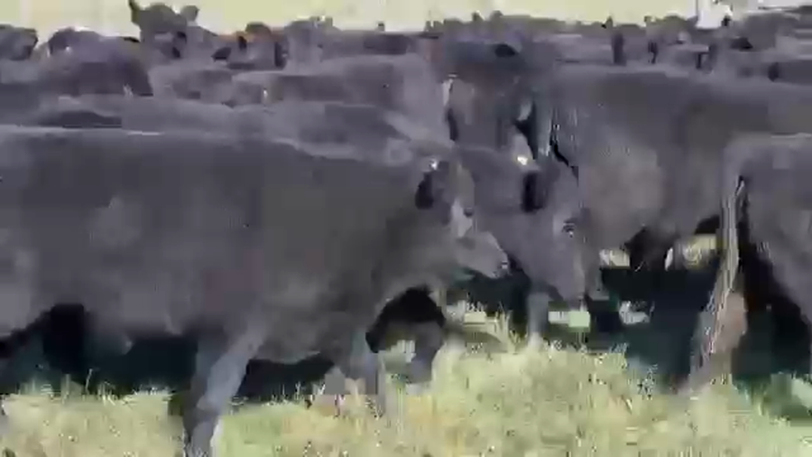 Lote 70 Terneros en Dolores, Buenos Aires