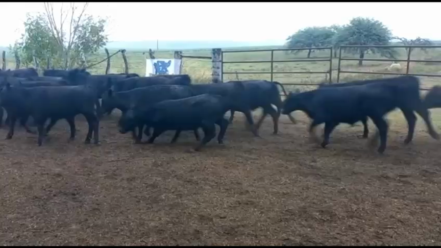 Lote 70 Terneros en Concordia, Entre Ríos