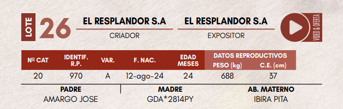 Lote LOTE 26 - TOROS DE CAMPO