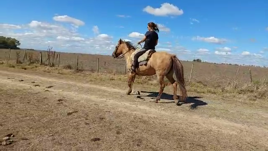 Lote Yegua a remate en Pantalla Camy 550kg -  en Nueva Helvecia