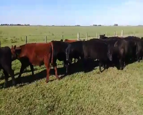 Lote 30 Terneros en Benito Juárez, Buenos Aires