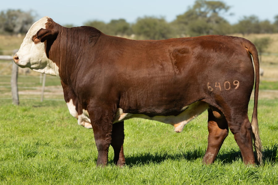 Lote Toros señal 22