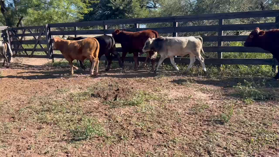 Lote 64 Novillitos en Juan José Castelli, Chaco