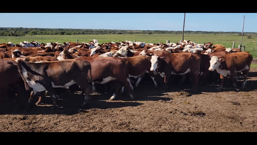 Lote 95 Vaquillonas P/ entorar en Mercedes, Corrientes