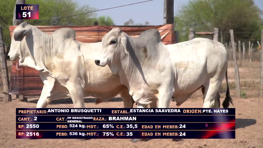 Lote ANTONIO BRUSQUETTI   LOTE 51