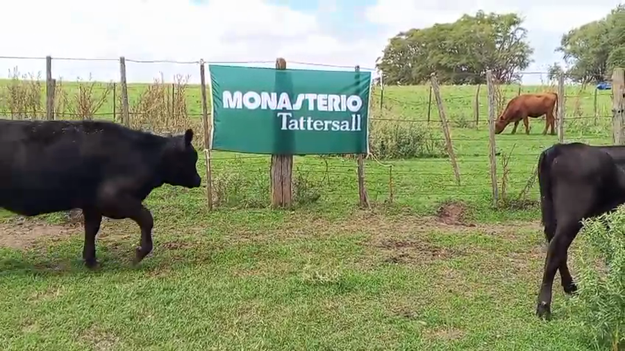 Lote 40 Terneras en Salazar