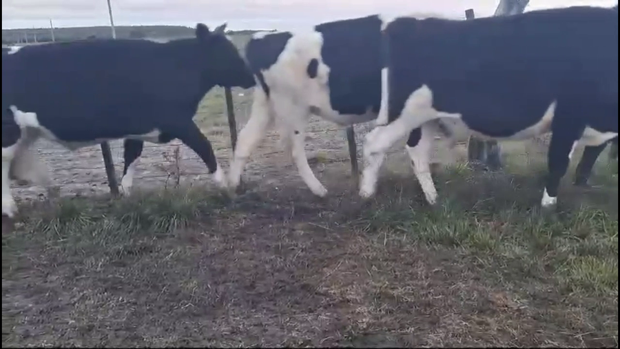 Lote NOVILLOS 1-2 HOLANDO