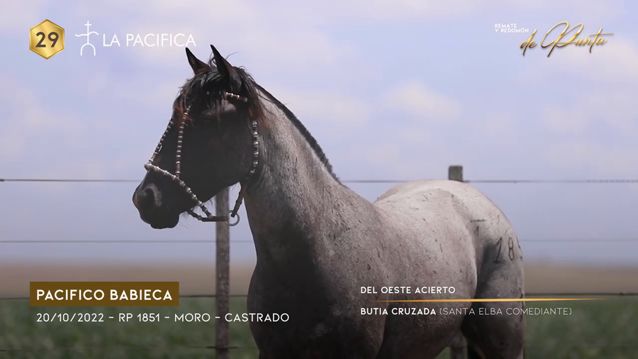 Lote PACIFICO BABIECA