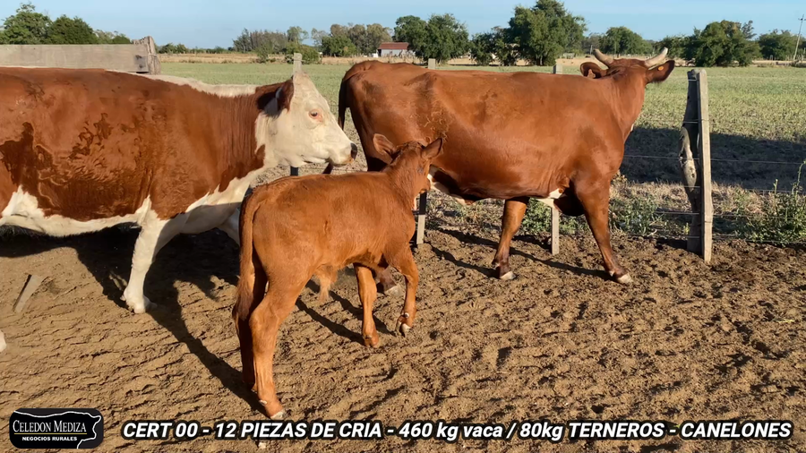 Lote 12 Piezas de cría en Canelones