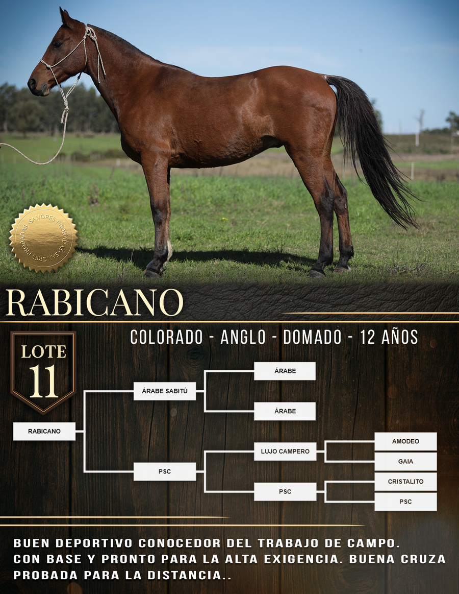 Lote RABICANO
