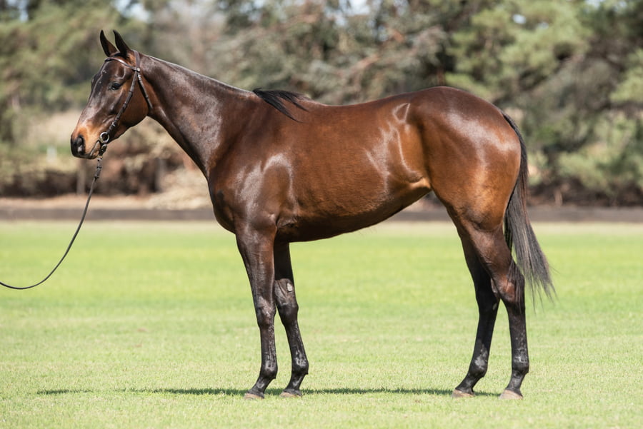 Lote TAITA CAIPIRINHA - T/E (OPEN MESSI - GETE GINEBRA)