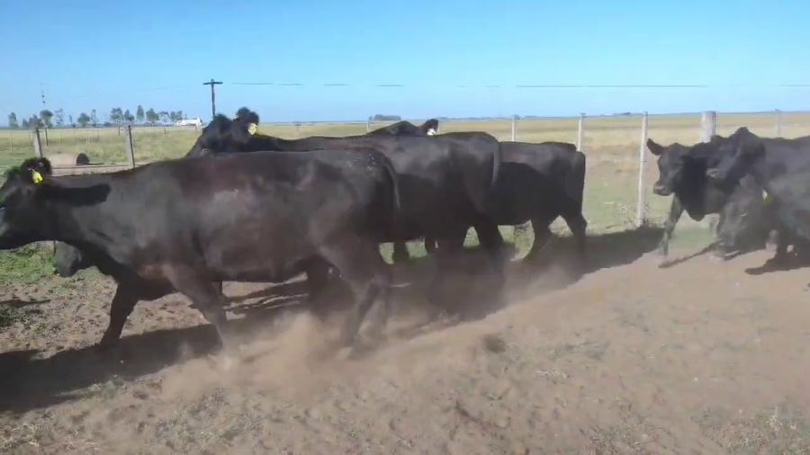 Lote 32 Vacas nuevas C/ gtia de preñez