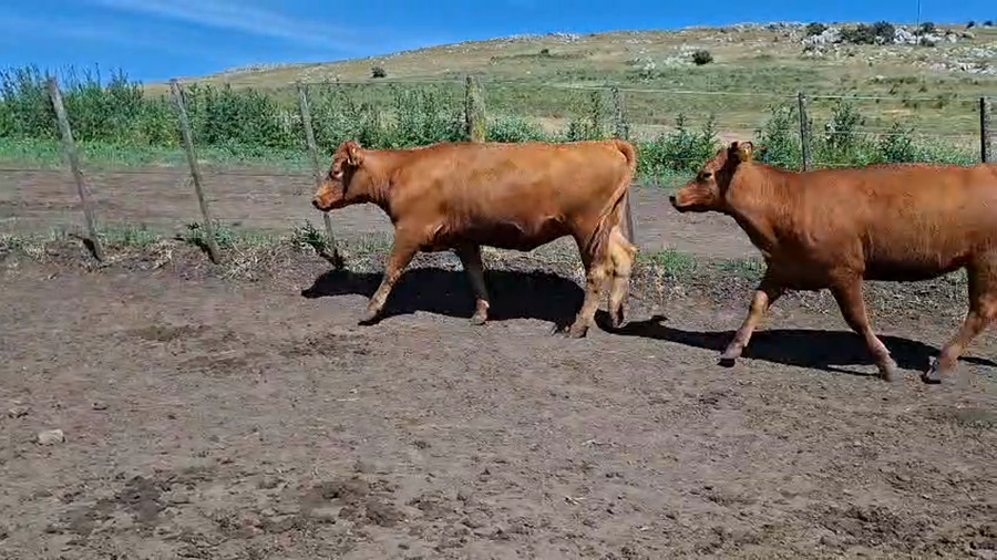 Lote 31 Vaquillonas preñadas