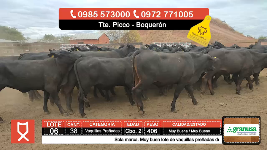 Lote (Vendido)38 Vaquillas Preñadas  a remate en Feria especial de Vaquillas Preñadas 406kg - , Boquerón