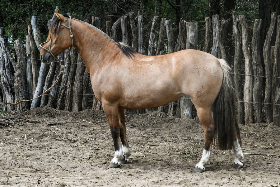 Lote TINAJERA RETRANCA