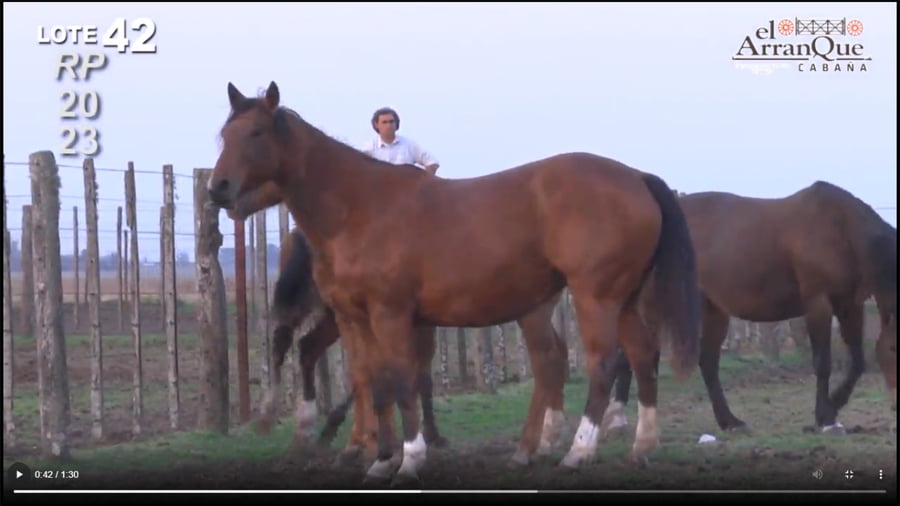 Lote 2 Yeguas Cuarto de MIlla Preñadas - Santa Anita, Entre Rios