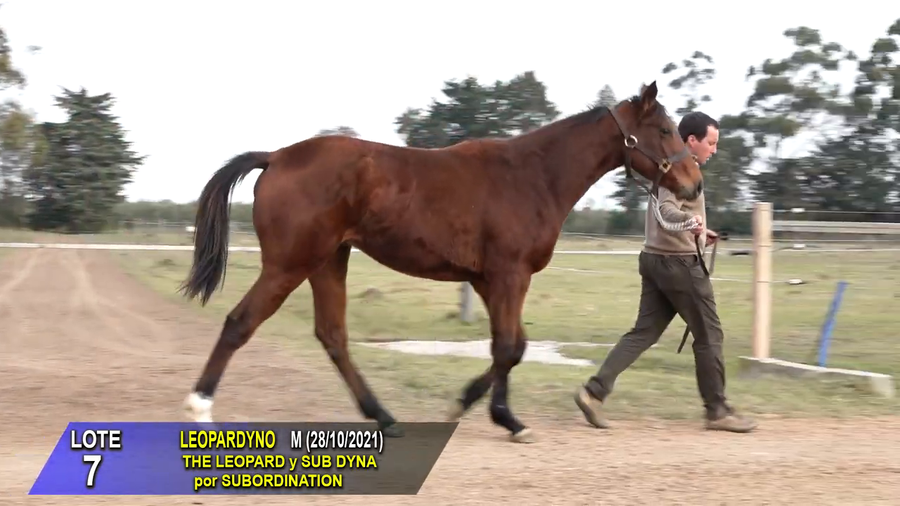 Lote LEOPARDYNO