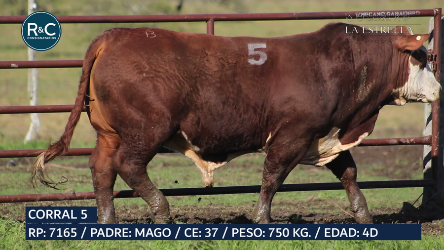 Lote Toro Braford