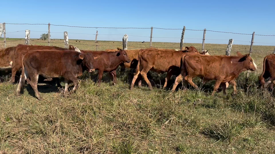 Lote 70 Terneros en Corrientes, Santo Tomé